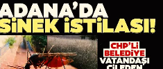 ADANA SİVRİSİNEKLERE TESLİM
