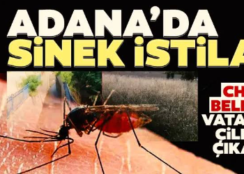 ADANA SİVRİSİNEKLERE TESLİM